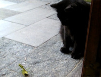 一触即発!!猫vsカマキリ
