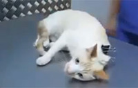 動き回る猫を完全に封じる方法