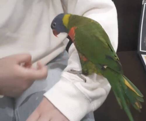 動物とたわむれる