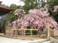 弓弦羽神社で♪さくら～さくら～♪