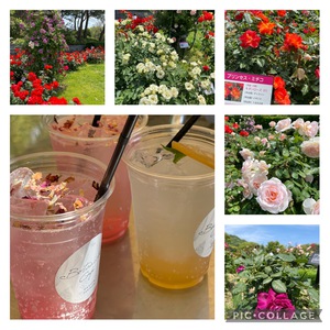天然和風だし味楽家・神戸市立 須磨離宮公園のバラ園に行ってきました(#^.^#)