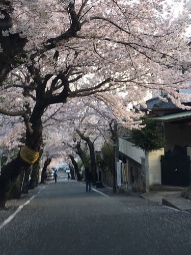 4月始まりの月　灘区高尾通「桜のトンネル」