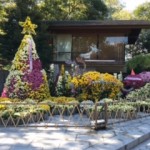 ラブ神戸明石公園菊