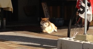 ラブ神戸しばしば