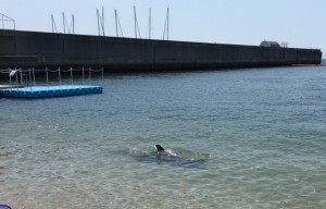 ラブ神戸いるか夏