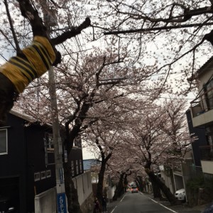 ラブ神戸青谷桜