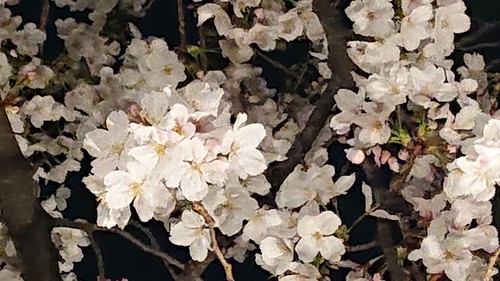 4月8日のMKM
