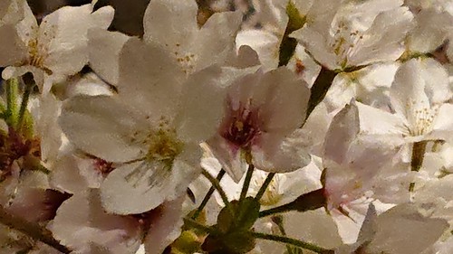 4月8日のMKM
