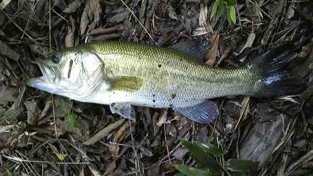 bass1