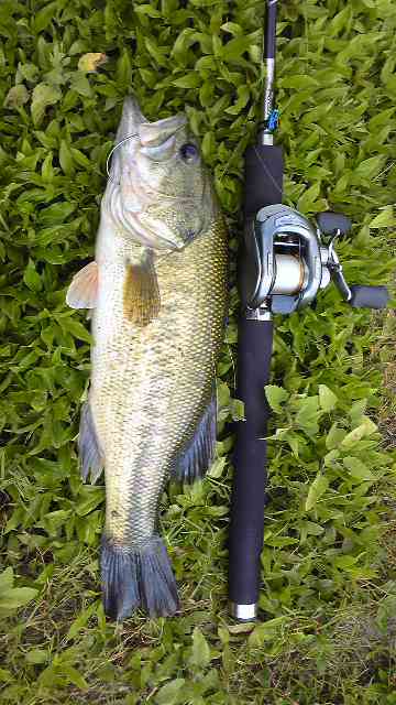 bass2