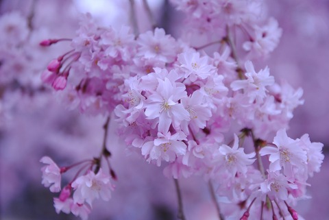有馬の桜