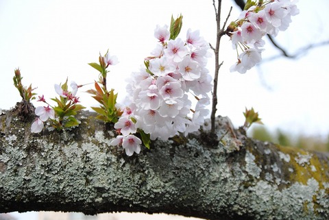 有馬の桜