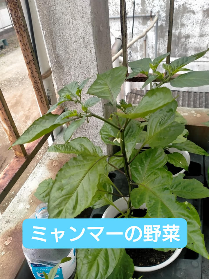 ミャンマーの野菜