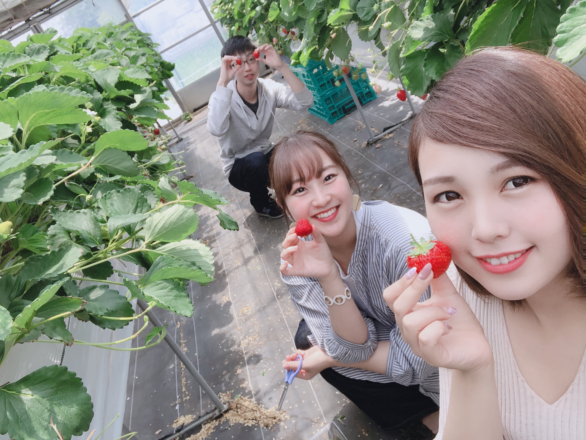いちご狩り