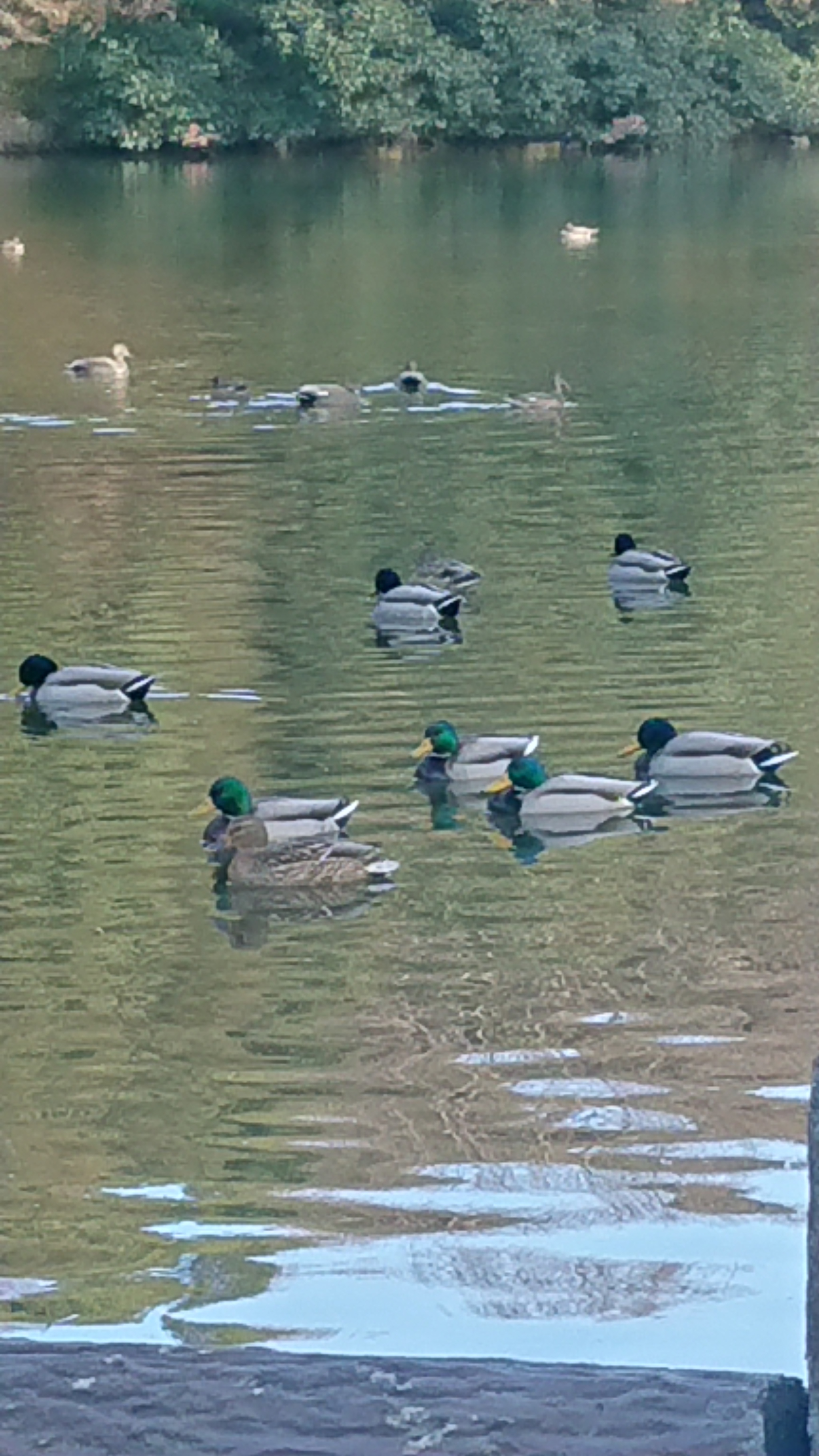 明石城公園で
