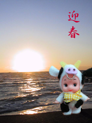 迎春.jpg