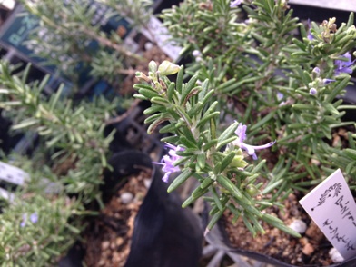2013-11-09 13.29.12.jpg