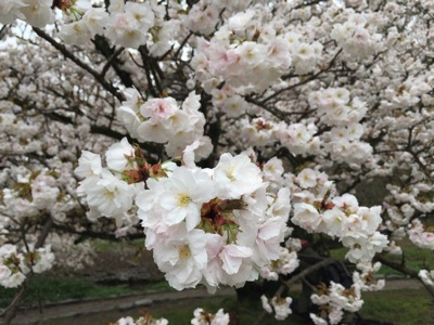 京都御所の桜と春の一般公開
