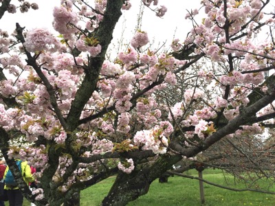 京都御所の桜と春の一般公開