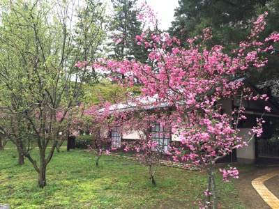 京都御所の桜と春の一般公開
