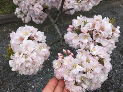京都御所の桜と春の一般公開