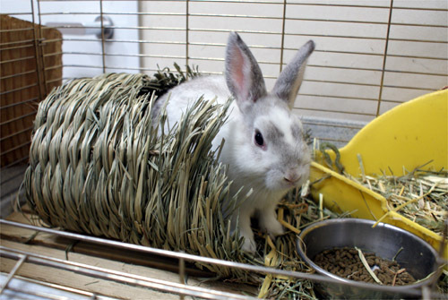ペット用のヒーター＆こたつ登場！ウサギなどの小動物コーナーも♪
