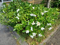 6月26日 街ぶらで 見つけた花