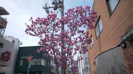 桜は未だですが・・・