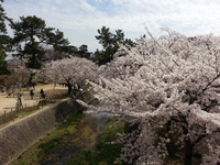 苦楽園口駅すぐの桜お花見情報（2014年4月2日） 2014/04/02 15:18:41