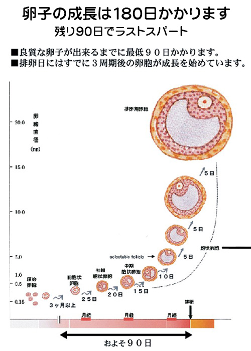 100年35万人の相談実績 漢方のサツマ薬局 卵子は30日ではできません ラブ神戸