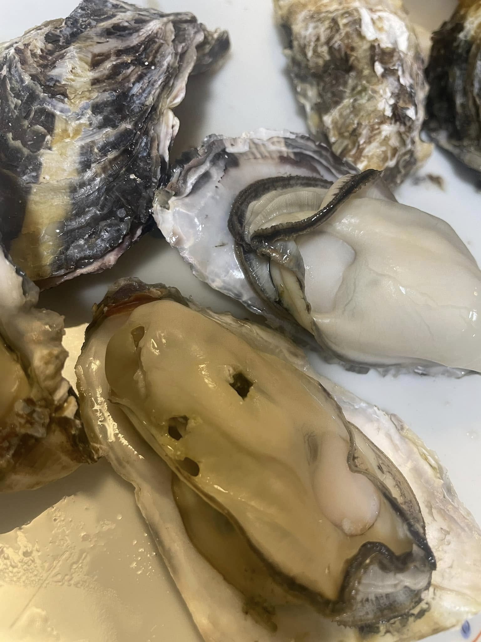 予約なし！赤穂で牡蠣を食べてきたよ！