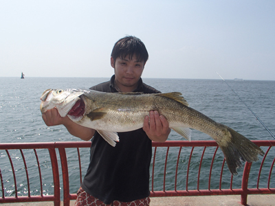 海づり公園スタッフブログ 平磯でも大物釣れるんです