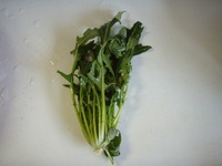 水菜７週目