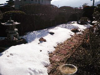 雪