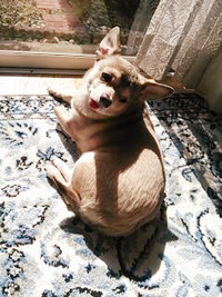 愛犬