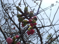 そろそろ八重桜‥