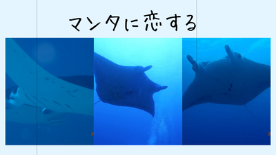 マンタに恋する