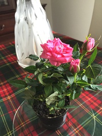 バラの花