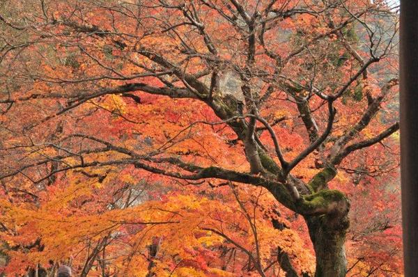 京都永観堂の紅葉