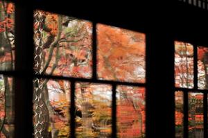 京都永観堂の紅葉