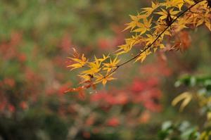 京都永観堂の紅葉