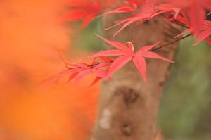 京都永観堂の紅葉